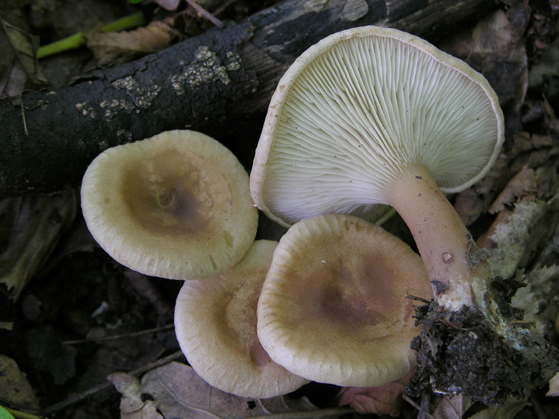 Clitocybe da determinare (cfr. Clitocybe gibba)